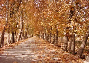 فسارود ، اقلید