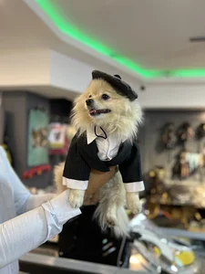 پت شاپ چنگو